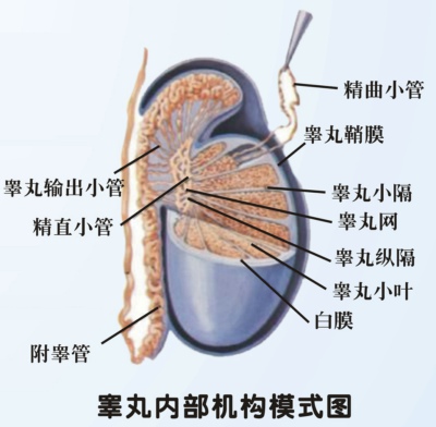 精索静脉曲张的危害是什么？