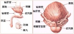 前列腺增生有什么症状？
